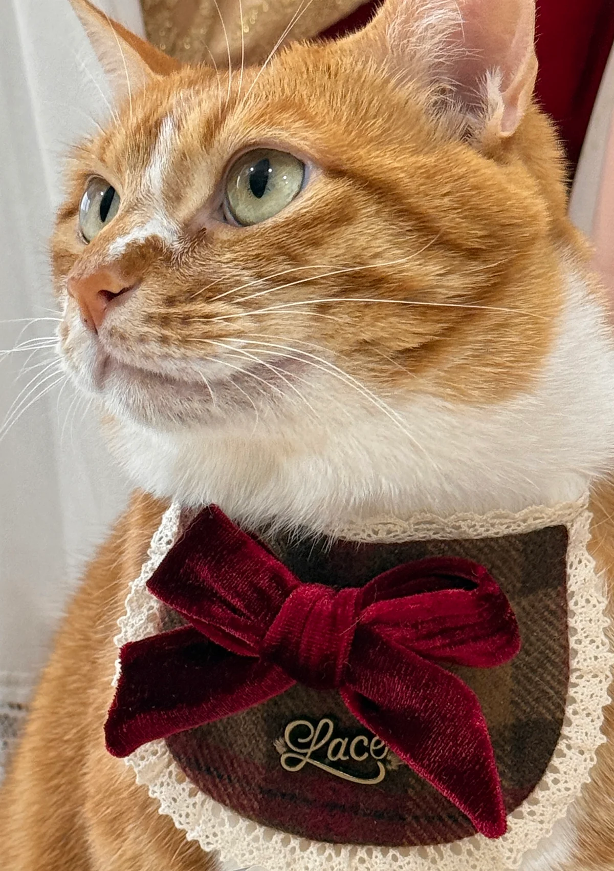 Evil Cat Pet Bib - Image 2